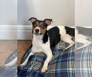 Rat Terrier Dogs for adoption in Bolivar, MO, USA