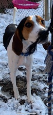 Treeing Walker Coonhound Dogs for adoption in South Park, PA, USA