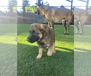 German Shepherd Dog-Unknown Mix Dogs for adoption in Imlay City, MI, USA