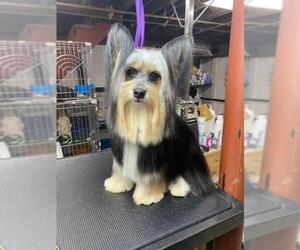 Silky Terrier Dogs for adoption in Columbia, TN, USA