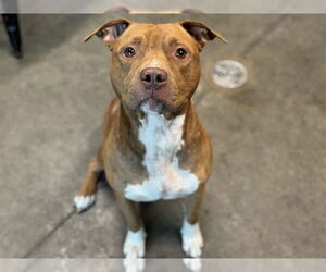 American Staffordshire Terrier-Unknown Mix Dogs for adoption in Tavares, FL, USA