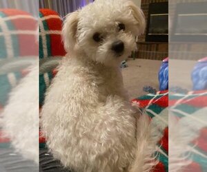 Maltipoo Dogs for adoption in Fort Collins, CO, USA