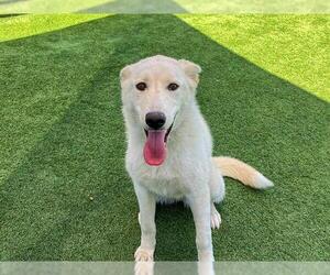 Siberian Husky Dogs for adoption in Orange, CA, USA