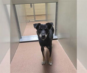 Medium Photo #1 Pomsky Puppy For Sale in Ogden, UT, USA