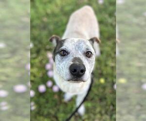 Mutt Dogs for adoption in Texas City, TX, USA
