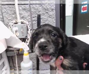 Australian Kelpie-Unknown Mix Dogs for adoption in Tulsa, OK, USA