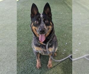 Mutt Dogs for adoption in Camarillo, CA, USA
