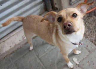 Jack Chi Dogs for adoption in phoenix, AZ, USA