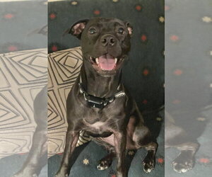 Labrador Retriever-Unknown Mix Dogs for adoption in Parker Ford, PA, USA