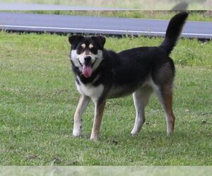 German Shepherd Dog-Huskies  Mix Dogs for adoption in Holly Hill, SC, USA