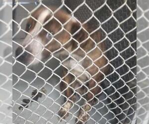 Labrador Retriever Dogs for adoption in Galax, VA, USA