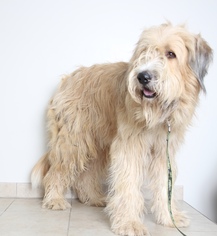 Briard Dogs for adoption in Eden Prairie, MN, USA