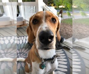 Collie-English Foxhound Mix Dogs for adoption in Candler, NC, USA