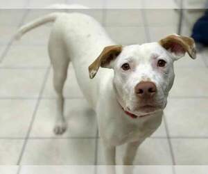 Labany Dogs for adoption in Lockport, IL, USA