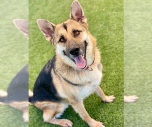 German Shepherd Dog Dogs for adoption in Henderson, NV, USA