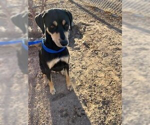 Small Doberman Pinscher Mix