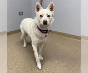 Siberian Husky Dogs for adoption in Aurora, CO, USA