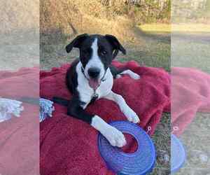 Mutt Dogs for adoption in Boston, MA, USA