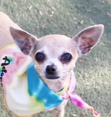 Chihuahua Dogs for adoption in Las Vegas, NV, USA
