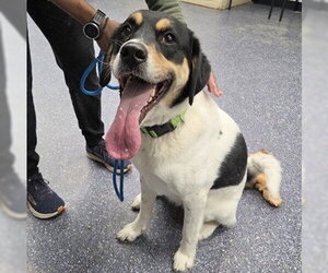 Labsky Dogs for adoption in Anchorage, AK, USA