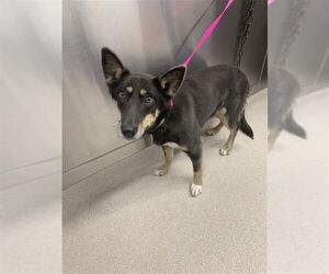 Siberian Husky Dogs for adoption in Fairbanks, AK, USA