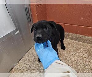 Rottweiler-American Pit Bull Terrier Dogs for adoption in Pueblo, CO, USA