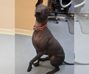 Mutt Dogs for adoption in Modesto, CA, USA