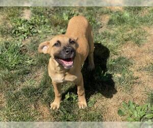 Mutt Dogs for adoption in Derwood, MD, USA