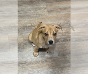 Mutt Dogs for adoption in New London, WI, USA