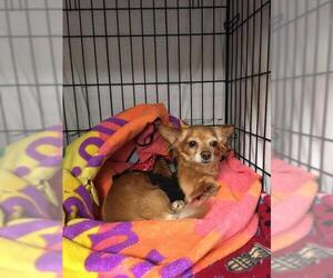 Chihuahua Dogs for adoption in Gloversville, NY, USA
