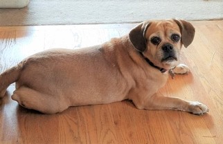 Puggle Dogs for adoption in Englewood, CO, USA