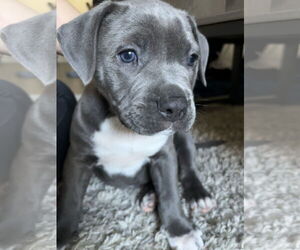 American Pit Bull Terrier Dogs for adoption in Menifee, CA, USA