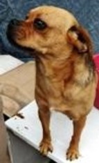 Pug Dogs for adoption in Wheaton, IL, USA