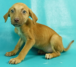 Medium Photo #3 Coonhound-Unknown Mix Puppy For Sale in Morton Grove, IL, USA