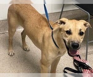 Black Mouth Cur Dogs for adoption in Bakersfield, CA, USA