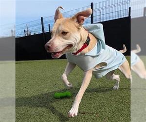 Labrador Retriever-Unknown Mix Dogs for adoption in San Martin, CA, USA