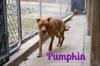 American Pit Bull Terrier Dogs for adoption in Kendallville, IN, USA