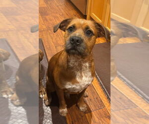 Boxer-Unknown Mix Dogs for adoption in Vail, AZ, USA