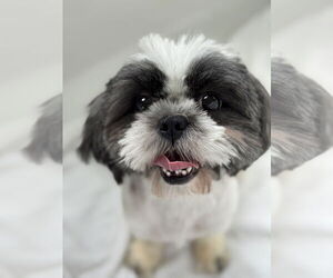 Shih Tzu Dogs for adoption in St. Louis Park, MN, USA