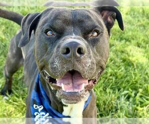 American Pit Bull Terrier-Unknown Mix Dogs for adoption in Pueblo, CO, USA