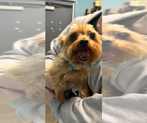 Mutt Dogs for adoption in Evansville, IN, USA
