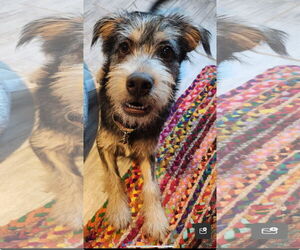 Mutt Dogs for adoption in Royal Palm Beach, FL, USA