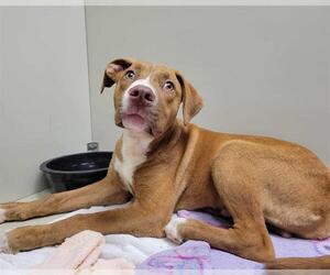 American Staffordshire Terrier-Unknown Mix Dogs for adoption in Raleigh, NC, USA