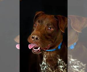 Lab-Pointer Dogs for adoption in Pryor, OK, USA