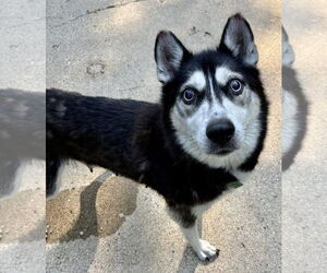 Huskies -Unknown Mix Dogs for adoption in Clarkston, MI, USA