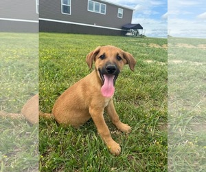 German Shepherd Dog-Unknown Mix Dogs for adoption in Hinton, WV, USA