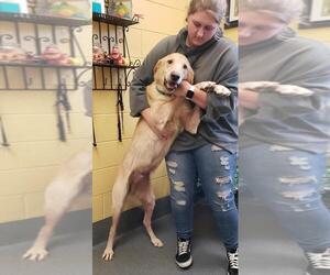 Goldmaraner Dogs for adoption in Forest, VA, USA