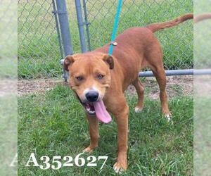 Bullypit Dogs for adoption in Conroe, TX, USA