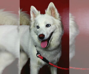 Samoyed-Siberian Husky Mix Dogs for adoption in Boston, MA, USA