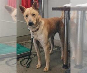 Canaan Dog-Unknown Mix Dogs for adoption in Camarillo, CA, USA